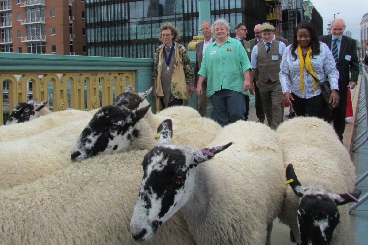 Master lauds ‘gloriously eccentric’ tradition of driving sheep across City bridges